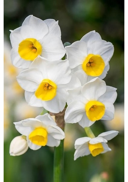 Dünyam Nergiz Tohumu 5 Adet Tohum Nergis Çiçeği Tohumu Çiçek Tohumu fırsatları