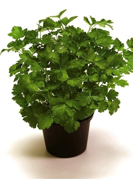 Maydanoz Tohumu 100 Adet Tohum modelleri