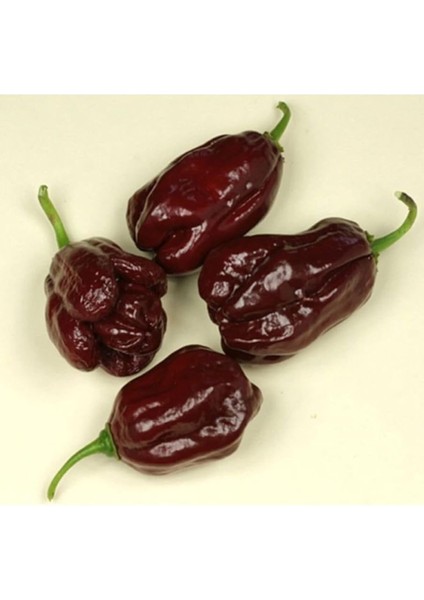 Adet Kahverengi Habanora Acı Biber Tohumu