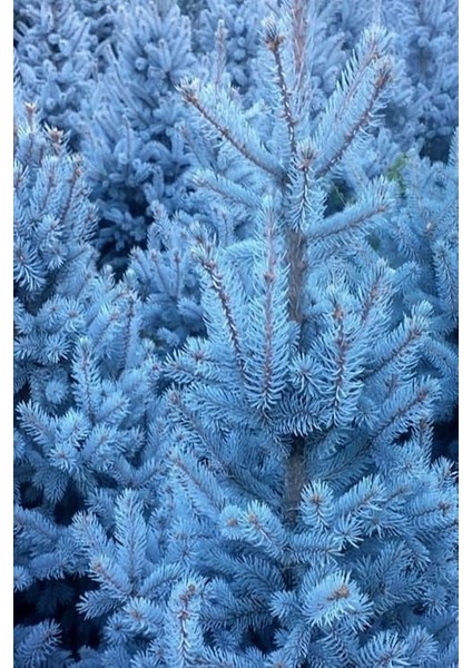 Look Mavi Ladin Ağacı Tohumu / 5 Adet Tohum TH-2022DSHNGLKTHM230 modelleri