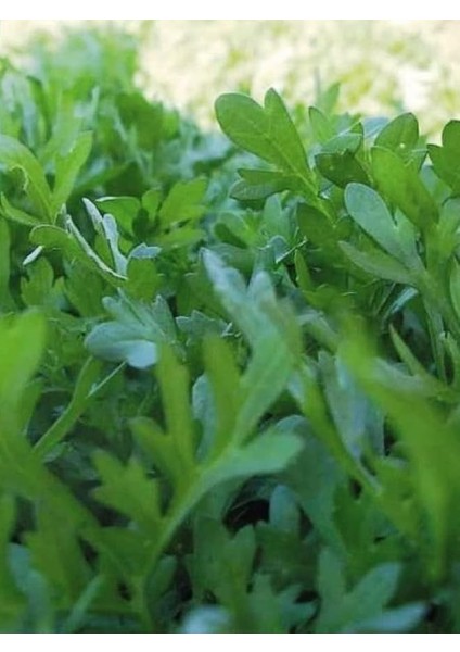 Garden Doğal Yeşillik Kıl Tere 1000 Ad. Tohum