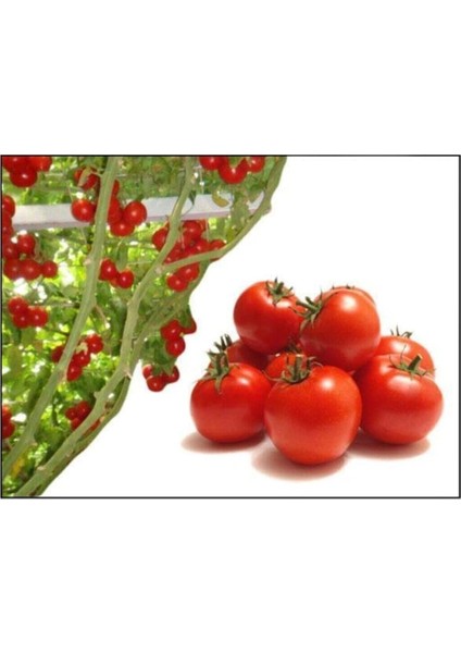 Paket 35 Adet Tohum Italyan Domates Ağacı Tohumu fırsatları