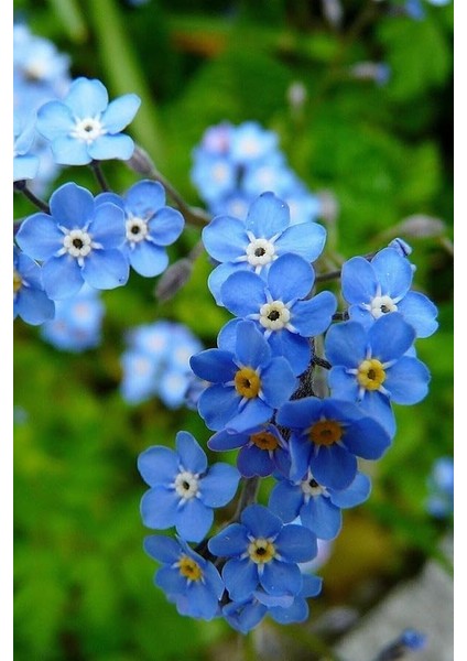 Dünyam Unutma Beni Çiçeği 20 Adet Tohum