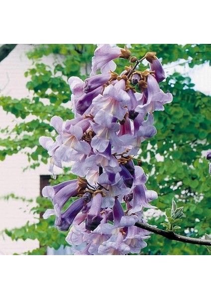 Mor Çiçekli Yoğun Kokulu Paulownia Ağacı Fidanı (60-100 Cm) fiyatları