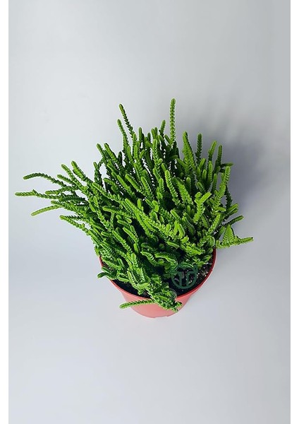 Çami Büyük Boy Crassula Muscosa 12 cm Saksıda modelleri