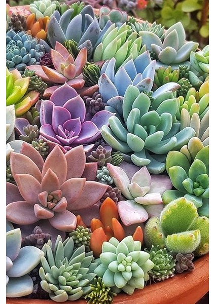 Look Karışık Renkli Sukulent Tohumu 10 Farklı Türde / 20 Tohum TH-THMCMTHM400 fiyatları