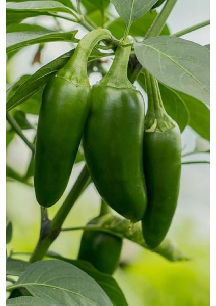Jalapeno Biberi Tohumu 20+ Adet fiyatları