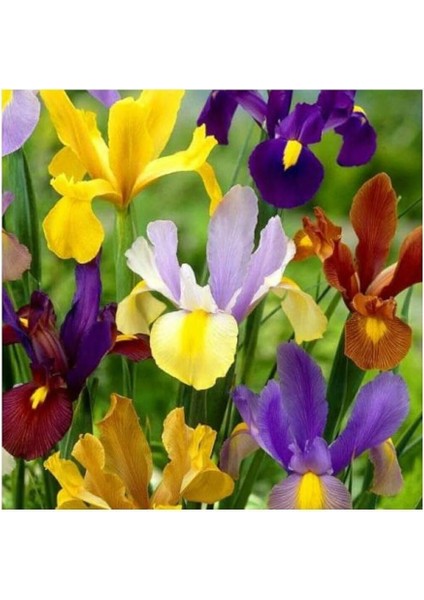 Golden Beauty Iris Süsen Soğanı - 10 Adet