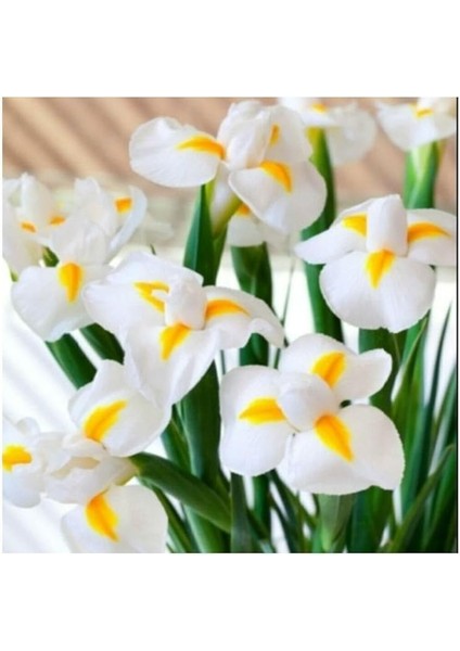 Golden Beauty Iris Süsen Soğanı - 10 Adet modelleri