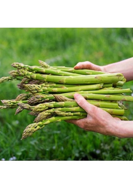 Tarım Ata Tohumu Yerli Kuşkonmaz Tohumu (Asparagus) 40 Adet Tohum
