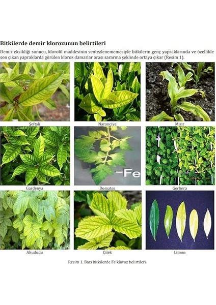 6 Fe Tamamı Eddha Şelatlı Demir 1 kg modelleri