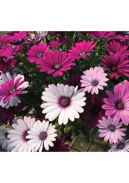 Bodrum Papatyası Tohumu (Kısa Boylu) Karışık Renkli - 5 Tohum modelleri