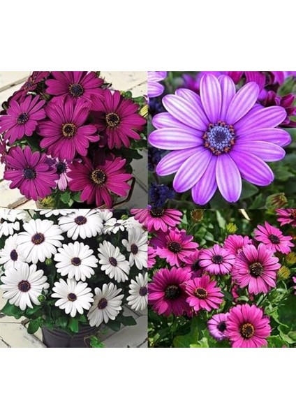 Bodrum Papatyası Tohumu (Kısa Boylu) Karışık Renkli - 5 Tohum fırsatları