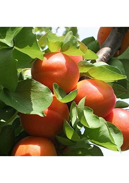 Tüplü Aşılı Iri Bol Verimli Roksana (Roxana) Kayısı Fidanı