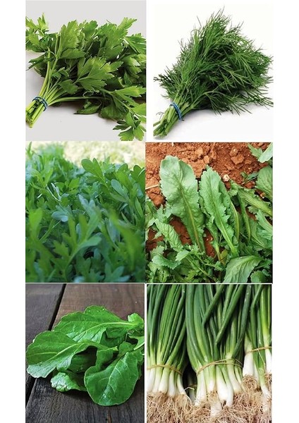 Tarım Ata Tohumu Yerli Yeşillik Sebzeler 6000 Adet Tohum Ekonomik Paket