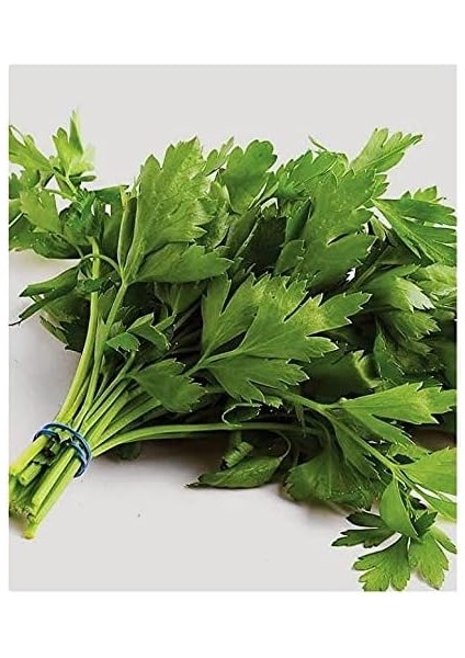 Tarım Ata Tohumu Yerli Yeşillik Sebzeler 6000 Adet Tohum Ekonomik Paket modelleri