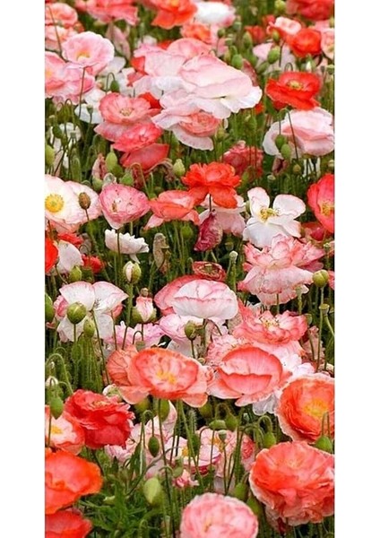 Dünyam 10 Adet Shirley Poppies Double Mixture Tohumu fırsatları