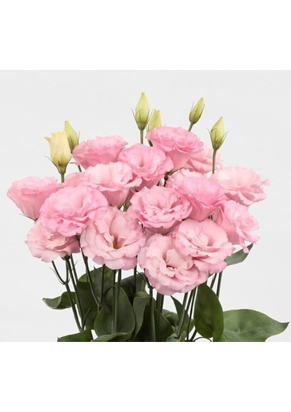 Lisianthus Çiçeği Tohumu (Katmerli, Bodur) Pembe Renkli - 5 Tohum fiyatları