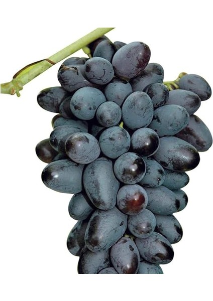 Tüplü Özel Ürün Çekirdeksiz Hatun Parmağı Üzüm(Asma-Bağ) Fidanı fiyatları