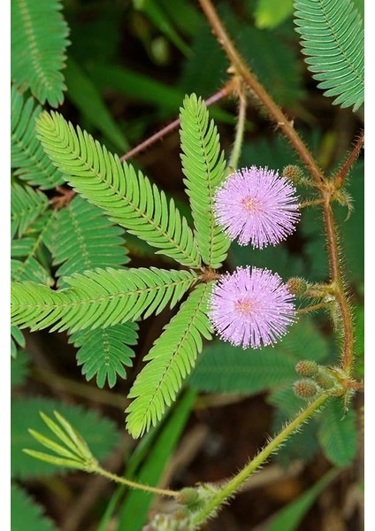 Look Mimoza, Küstüm Çiçeği Tohumu / 5 Adet Tohum TH-THMCMTHM383