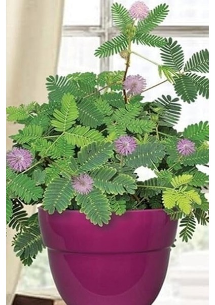 Look Mimoza, Küstüm Çiçeği Tohumu / 5 Adet Tohum TH-THMCMTHM383 modelleri