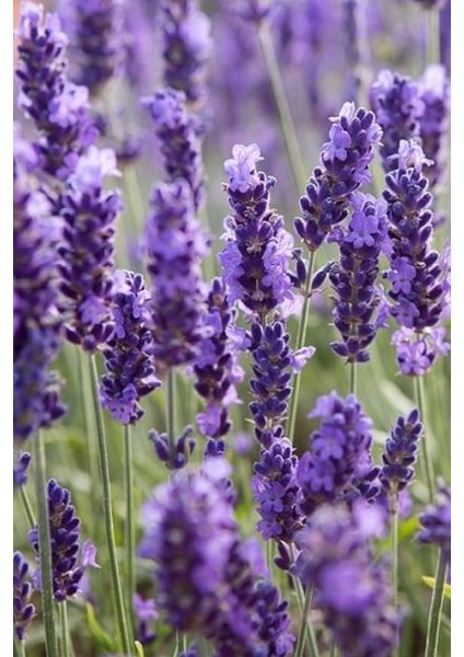 Dünyam Yerli Yediveren Lavanta/eko Paket 50 Adet Tohum modelleri