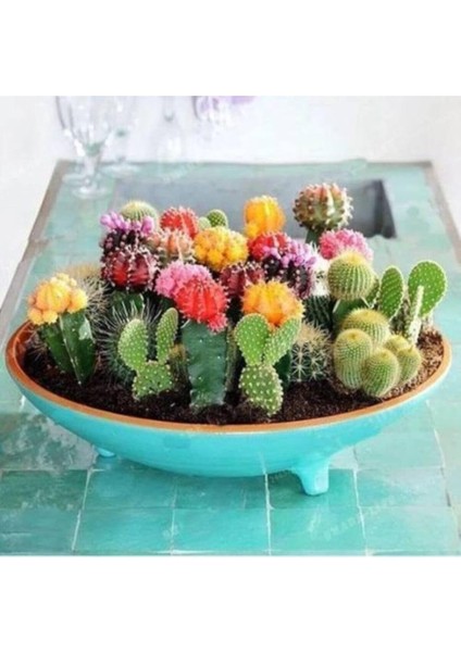 Dünyam 20 Adet Karışık Renkli Kaktüs Çiçeği Tohumu