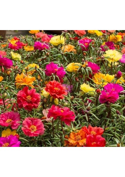 Ipek Çiçeği Tohumu (Katmerli Çok Çiçekli) Karışık Renkli - 40 Tohum