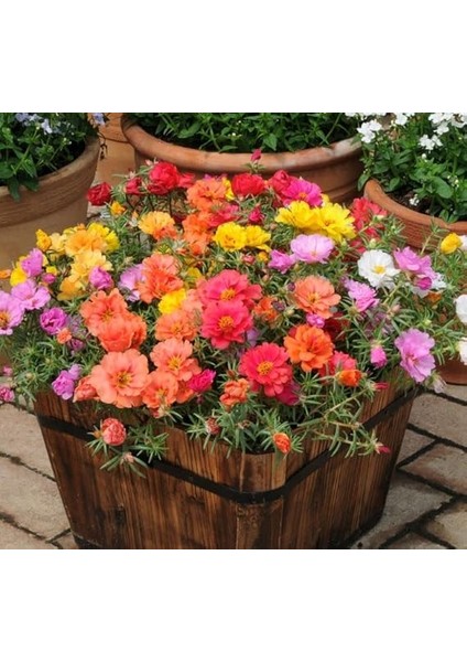 Ipek Çiçeği Tohumu (Katmerli Çok Çiçekli) Karışık Renkli - 40 Tohum modelleri