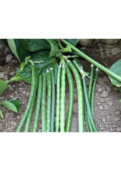 Börülce Tohumu - Aksel 10 gr