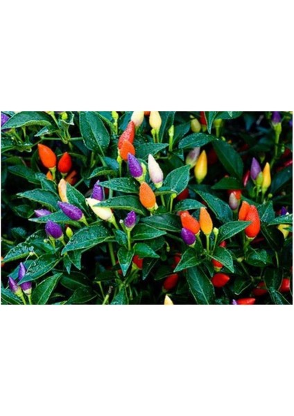 Acı Süs Biberi Tohumu 100 Adet Biber Tohumu fiyatları