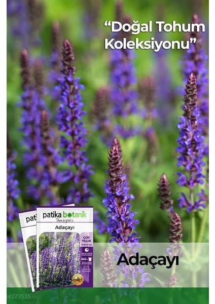 Botanik 50 Adet Adaçayı (Salvia Officinalis) Çiçek Tohumu