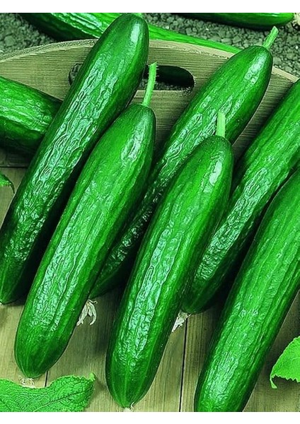 Garden Çok Verimli Hibrit Salatalık Tohumu 30 Ad. Tohum