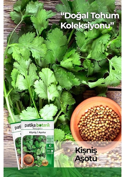 Botanik 500 Adet Yerli Ata Kişniş Tohumu (Aşotu)