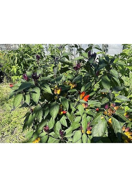 Adet Nadir Karışık Peru Süs Biberi Tohumu modelleri