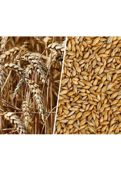 Arpa Tohumu 1 kg Doğal Arpa Tane Arpa Dane Arpa Kuş Yemi Arpa Ilaçsız Arpa