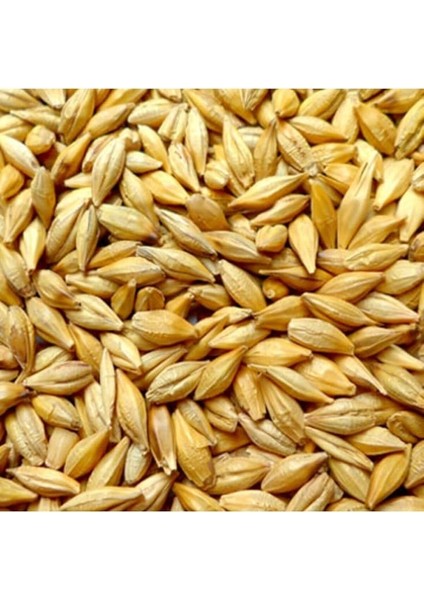 Arpa Tohumu 1 kg Doğal Arpa Tane Arpa Dane Arpa Kuş Yemi Arpa Ilaçsız Arpa modelleri