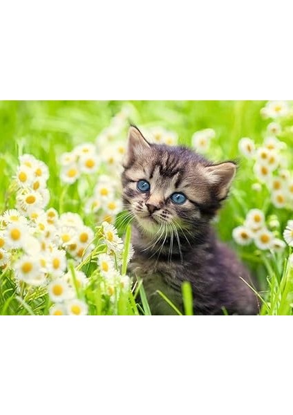 500P Puzzle Kedi Foto, Yapboz fiyatları