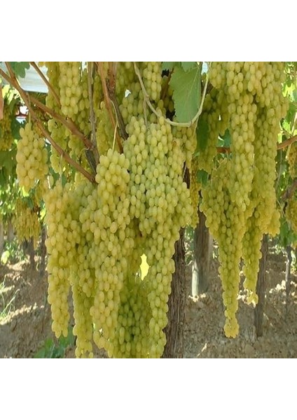 Paket Tüplü Yemesi Güzel Çekirdeksiz K7 Üzüm Fidanı modelleri