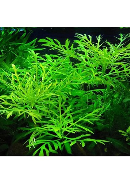 Difformis 4-6 Kök Canlı Bitki