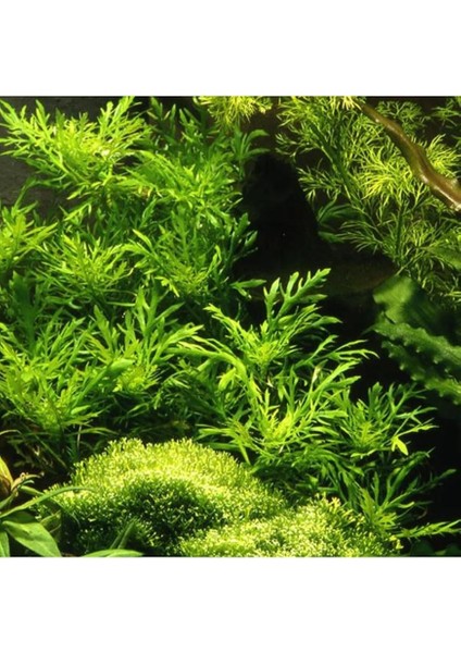 Difformis 4-6 Kök Canlı Bitki fiyatları