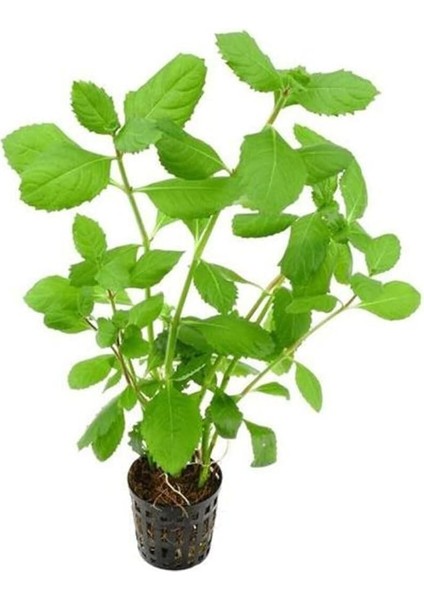 Difformis 4-6 Kök Canlı Bitki modelleri