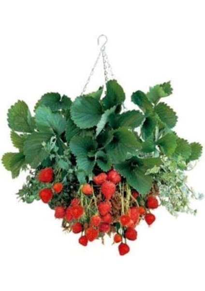 Mevsim Yediveren Çilek Tohumu Ekim Seti Saksı Toprak 10 Adet Tohum Kombin