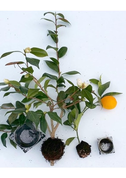 Adet Bitki Köklendirme Topu, 20 Adet Klips, Köklendirme Hormonu fırsatları