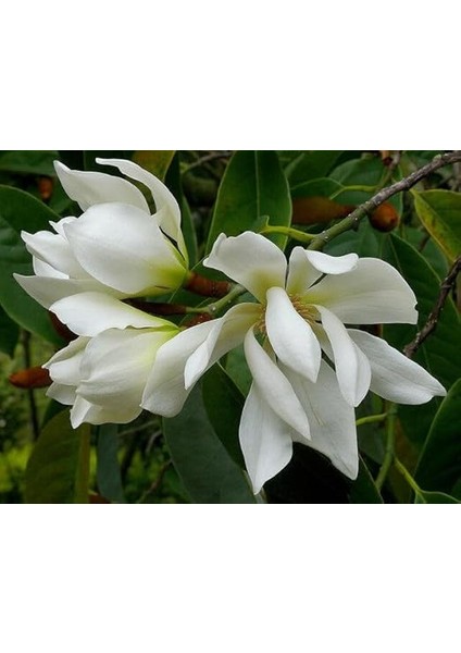 Tapınak Manolyası Manolya 10 Adet Tohum Yeni Sezon Ürünü fırsatları