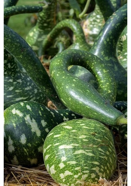 Kuğu Su Kabağı Tohumu / 10 Adet Tohum fiyatları