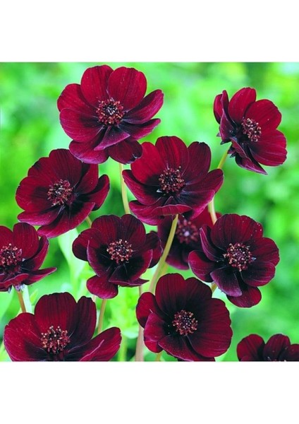 Dünyam 10 Adet Çikolata Kozmos Çiçeği Tohumu