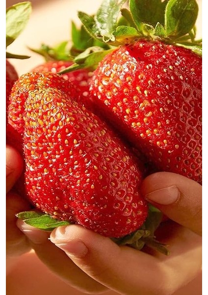 Dünyam Jumbo Dev Çilek Tohumu / 40 Adet Çilek Tohumu modelleri