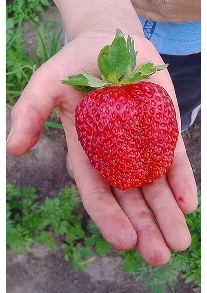 Dünyam Jumbo Dev Çilek Tohumu / 40 Adet Çilek Tohumu fırsatları