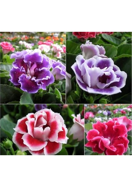 Bardak Menekşesi Tohumu (Katmerli Büyük Çiçek) Karışık Renkli - 8 Tohum modelleri